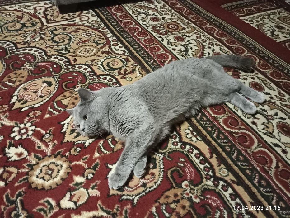 Шотландский скотиш фолд