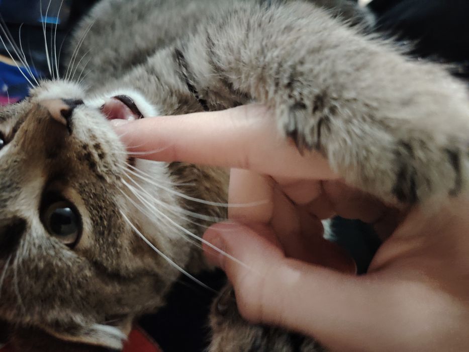 Дам небольшого кота с лотком и с миской с наполнителем