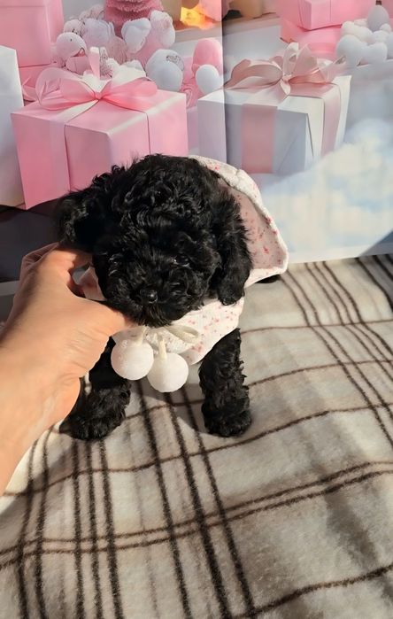 !РЕЗЕРВИРАНО!Мини пудел с родословие- 5 поколения назад