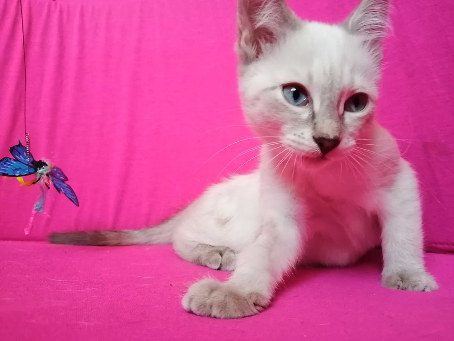 !!! Окрас Silver Point Тайская Принцесса !!!