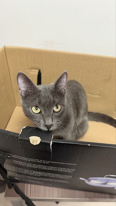 Отдам кота бесплатно