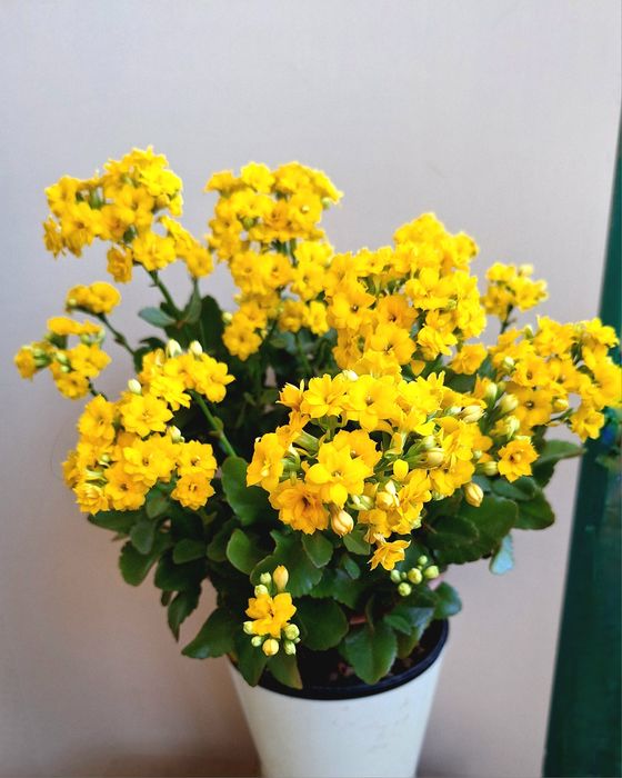 Продаются  каланхоэ