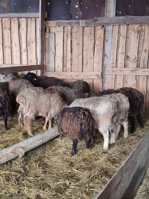 Продам баранов живьём матки