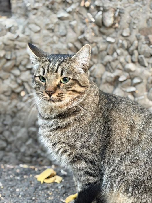 Нужен дом полосатому коту.