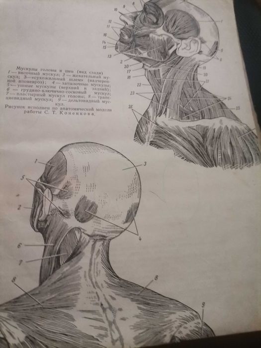 Анатомически атлас за художници