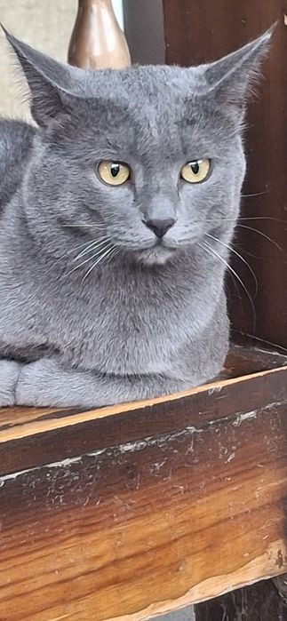 Кот для вяски

Предлагаем к вязке красивого, здорового