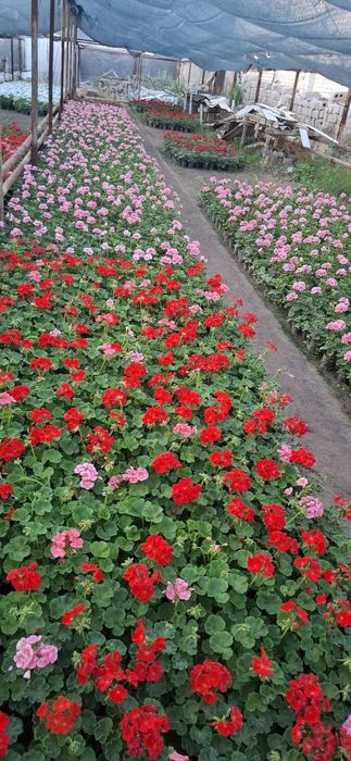 Geran gullari sotiladi