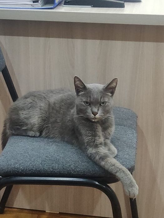 Отдам кошку в добрые руки