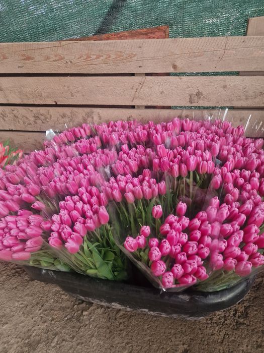 Тюльпаны крупные отборные