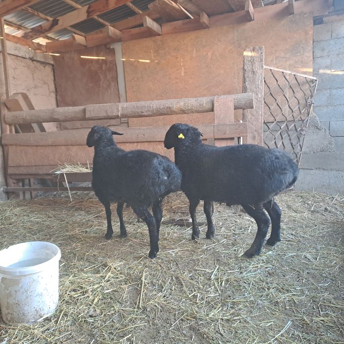 Кошкар Токты семиз.