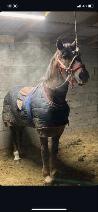 Қарабайыр 9жас 160см