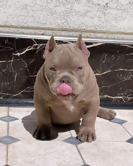 Американский Булли Премиум-класса!