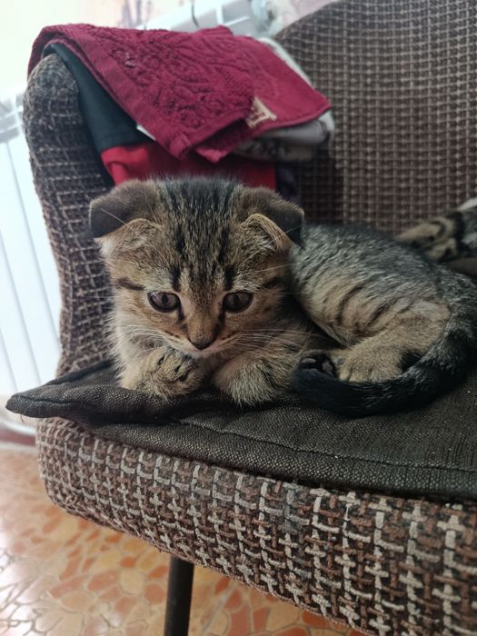 дитя скоттиш фолд