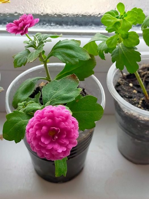 Продам хризантемы мультифлора, каланхоэ, фиалки