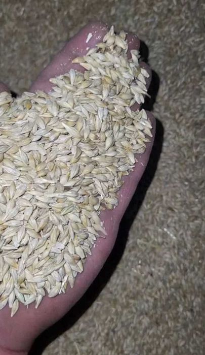 Сухая пшеница и ячмень