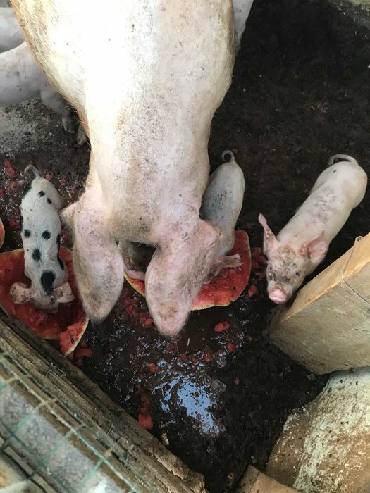 Продавам малки прасенца