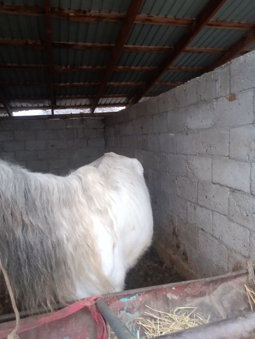 1 Алга да тур биелер