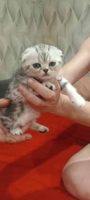 Котята шотландци