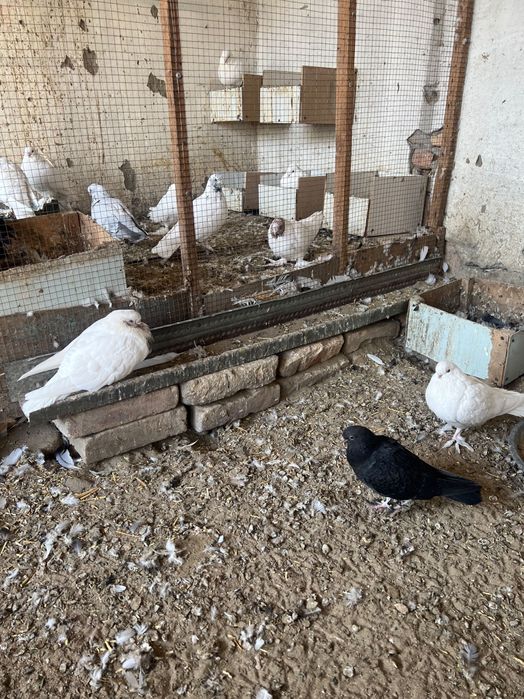 Срочно продам голубей