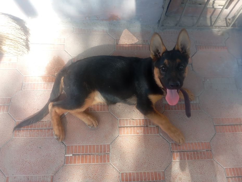 Чистокровная немецкая овчарка