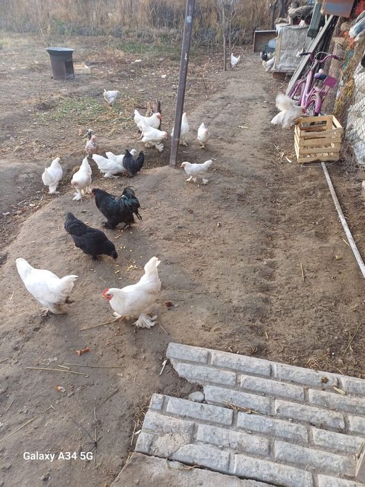 Продаются карлики