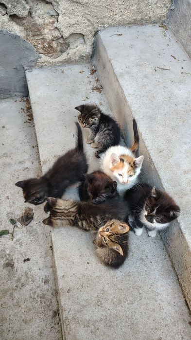 Подарявам котенца на около 2 месеца