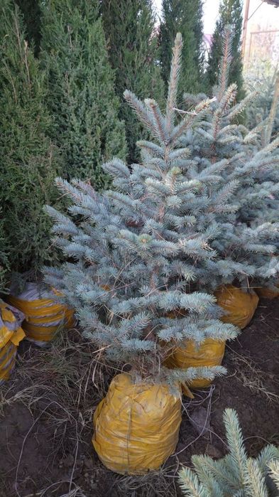 Смарагдта Местный и Самшиты оптом