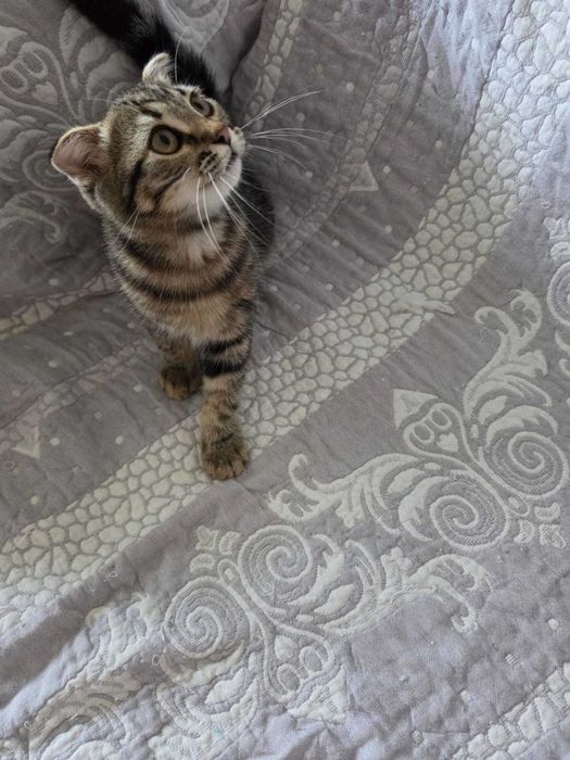 Котенок в добрые руки