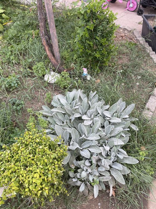 Заешко ухо / стахис / агнешка ушичка