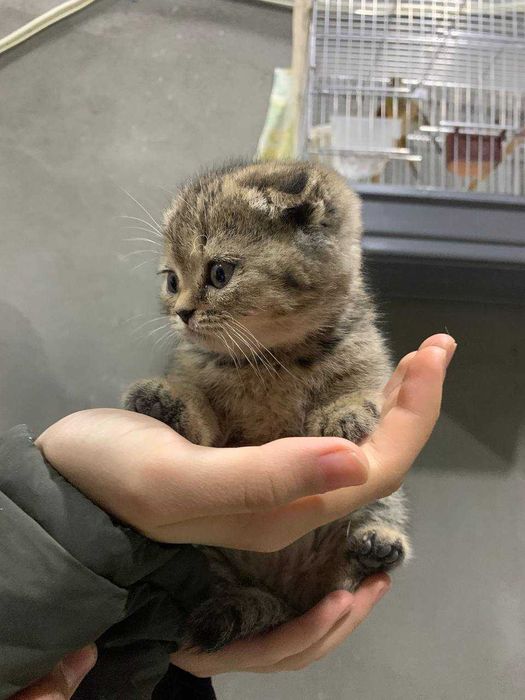 Skotsh fold sotiladi