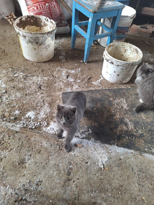 Отдам котят в добрые руки