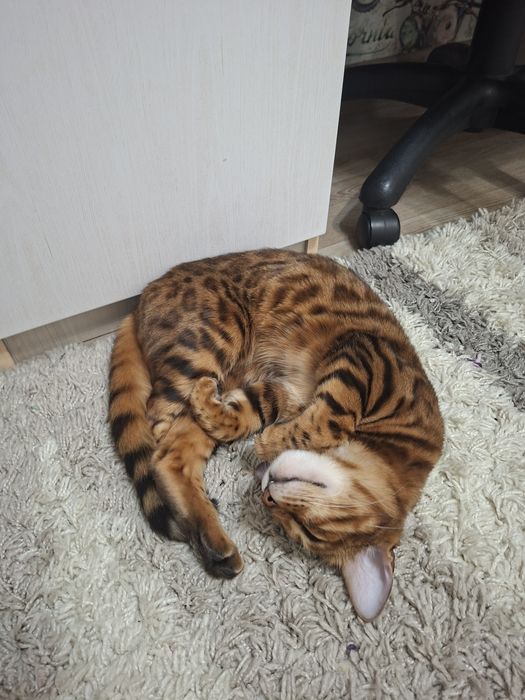 Отдам бенгальскую кошку