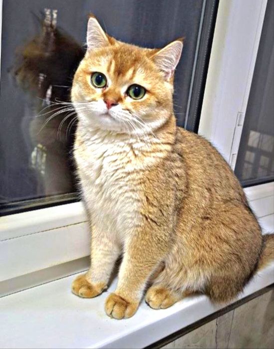 Вязка Золотистая Шиншилла
