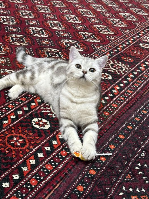 Британская кошка