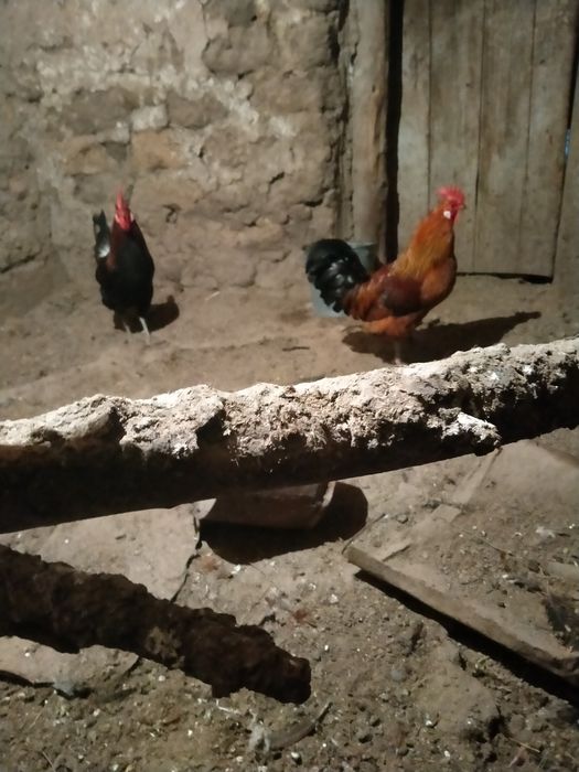 Продажа молодых петухов