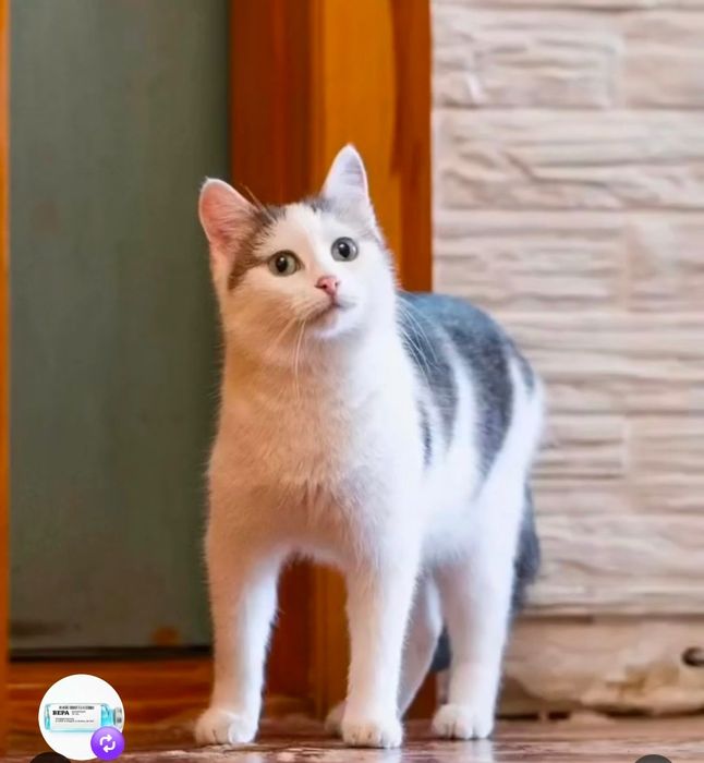 Срочно нужен дом!