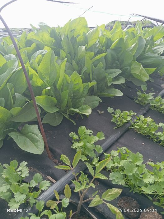 Зелёный лук , Шпинат