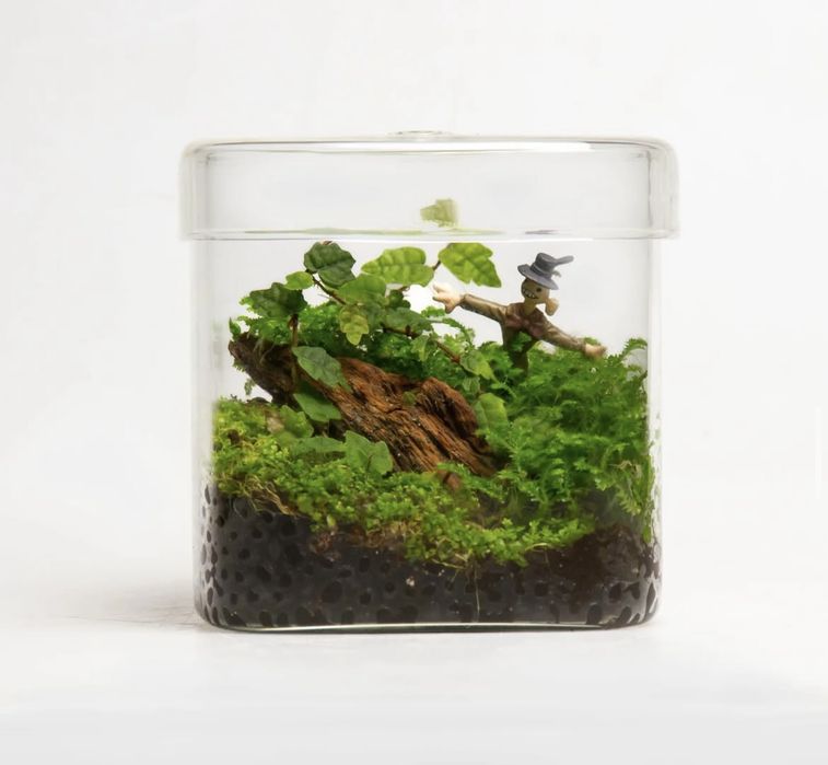 Флорариум|florarium