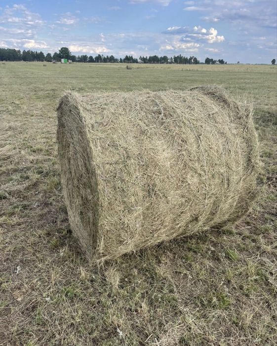 Продам сено рулоное