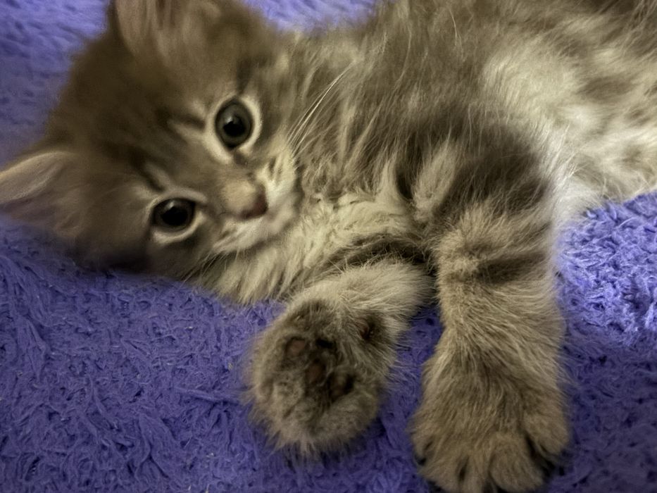 отдаем котят в хорошие руки