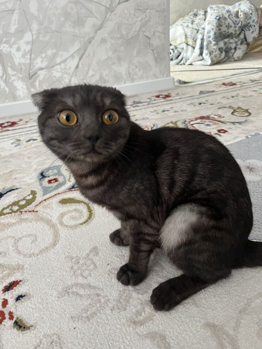 Продается кошка, 6 месячная