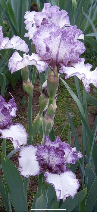 Bulbi de irisi 5 lei buc