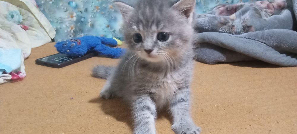 Котята  веслоухию