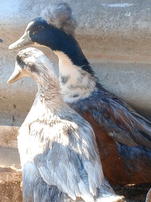 Vând Rațe românești