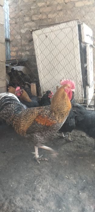 Срочно Қораздар сатылады