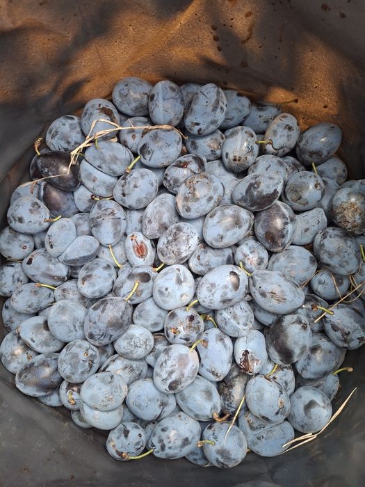 Prune de tuica cu transport