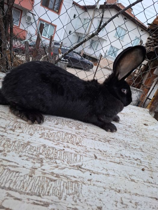 Продавам зайци малки и големи