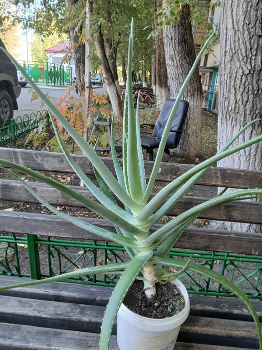 Алоэ вера Лечебное