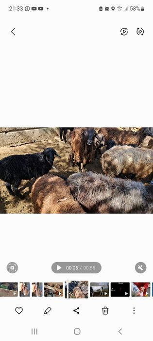 Қозылы қойлар сатылады.