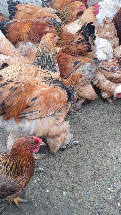 Cocoș de rasă Brahma de vanzare